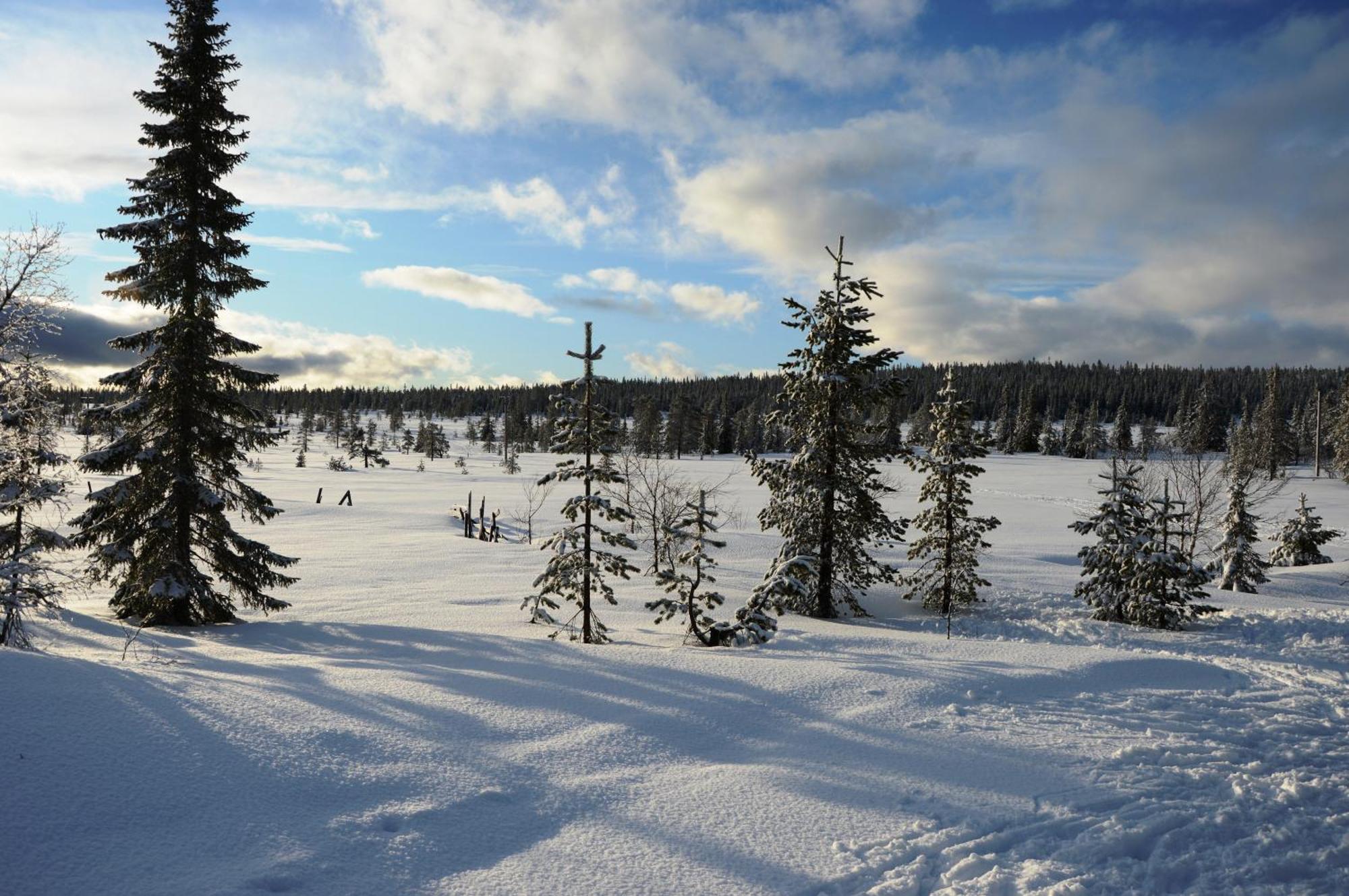 14 - Natur-, Dyre- Og Fugleopplevelser I Fulufjellets Nasjonalparker Trysil