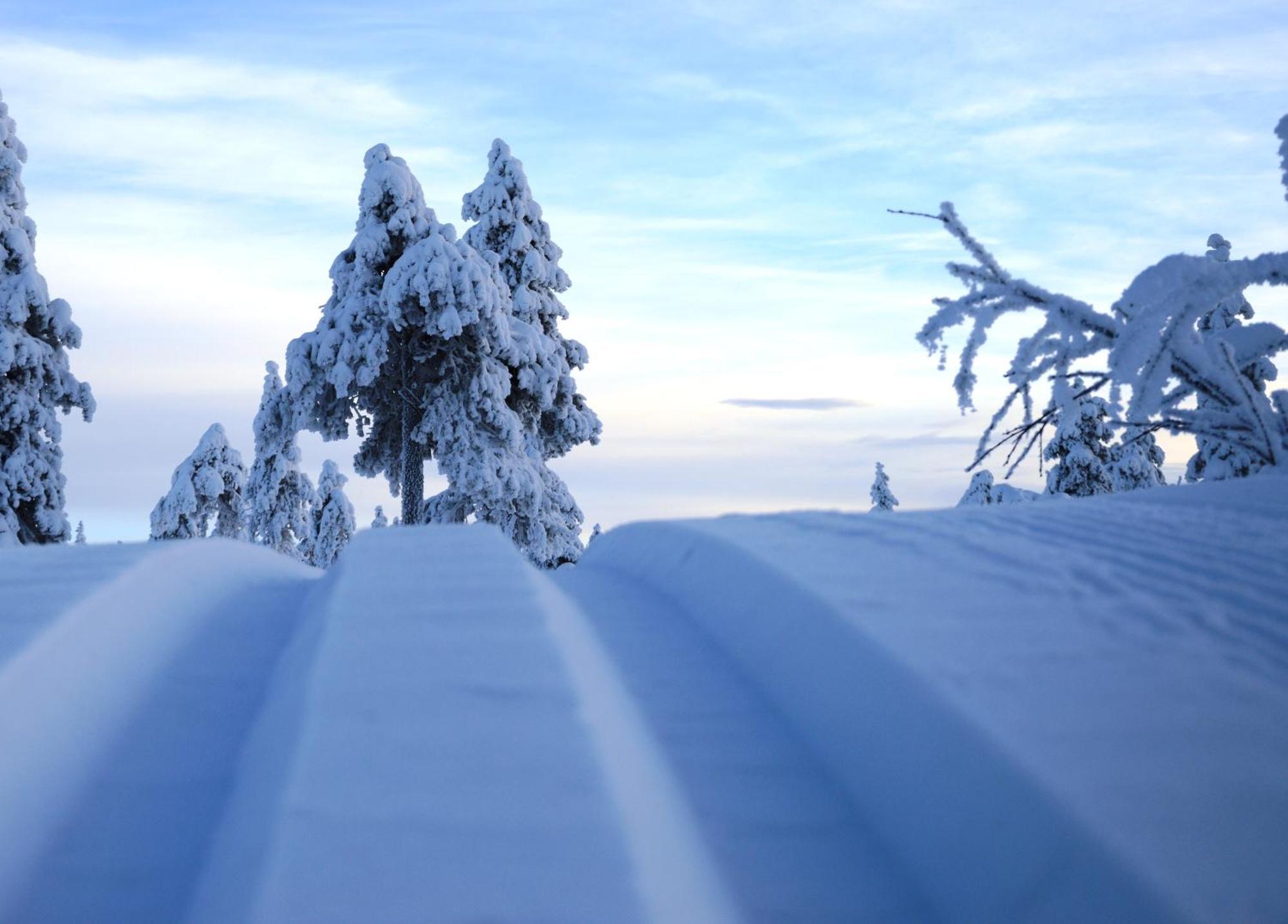 Ferienhaus 14 - Natur-, Dyre- Og Fugleopplevelser I Fulufjellets Nasjonalparker Trysil