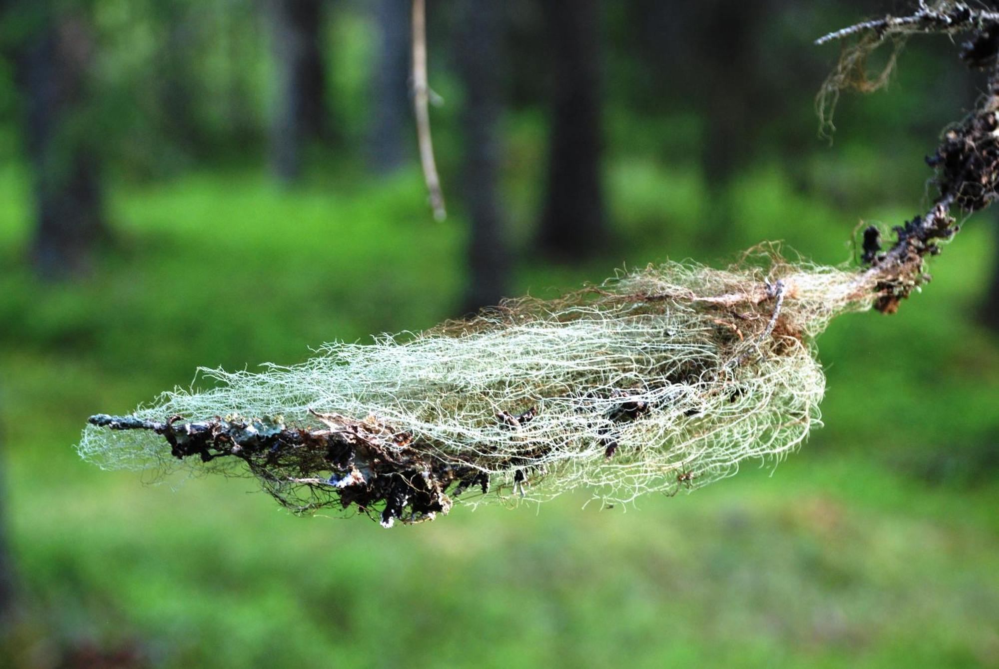 14 - Fulufjellets Nasjonalparker - Natur-, Dyre- Og Fugleopplevelser