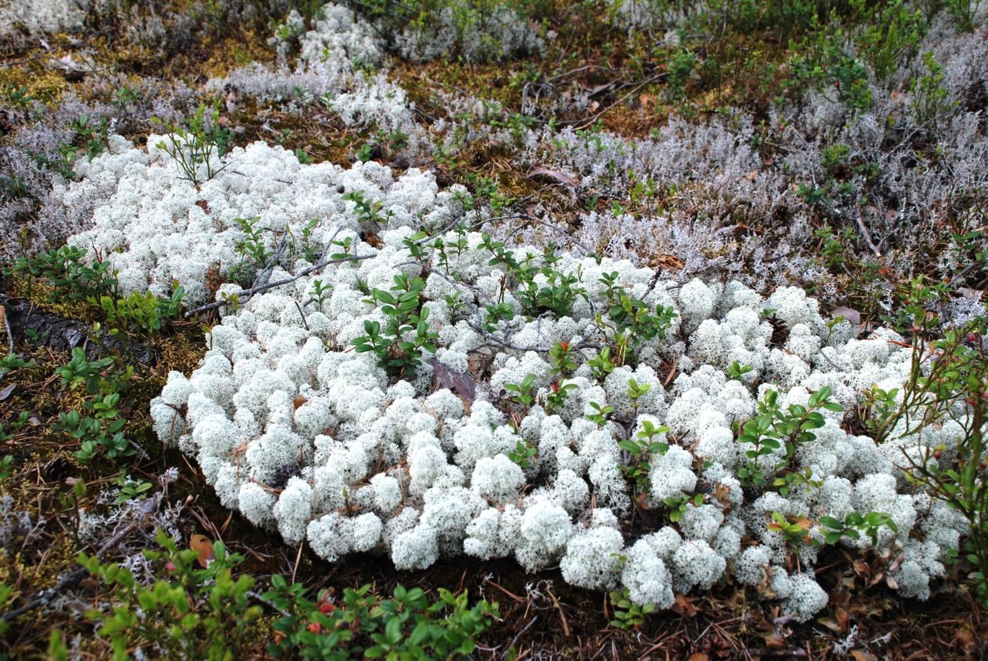 Дом отдыха 14 - Fulufjellets Nasjonalparker - Natur-, Dyre- Og Fugleopplevelser Трисиль