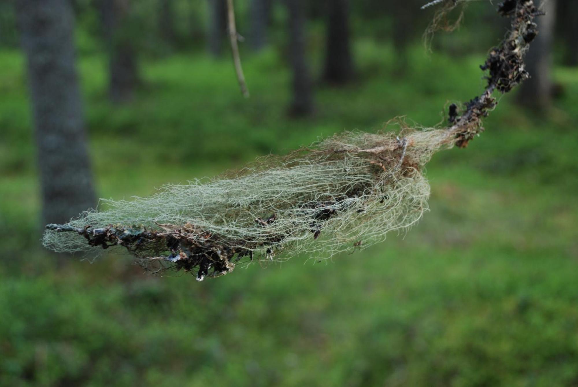 14 - Fulufjellets Nasjonalparker - Natur-, Dyre- Og Fugleopplevelser *