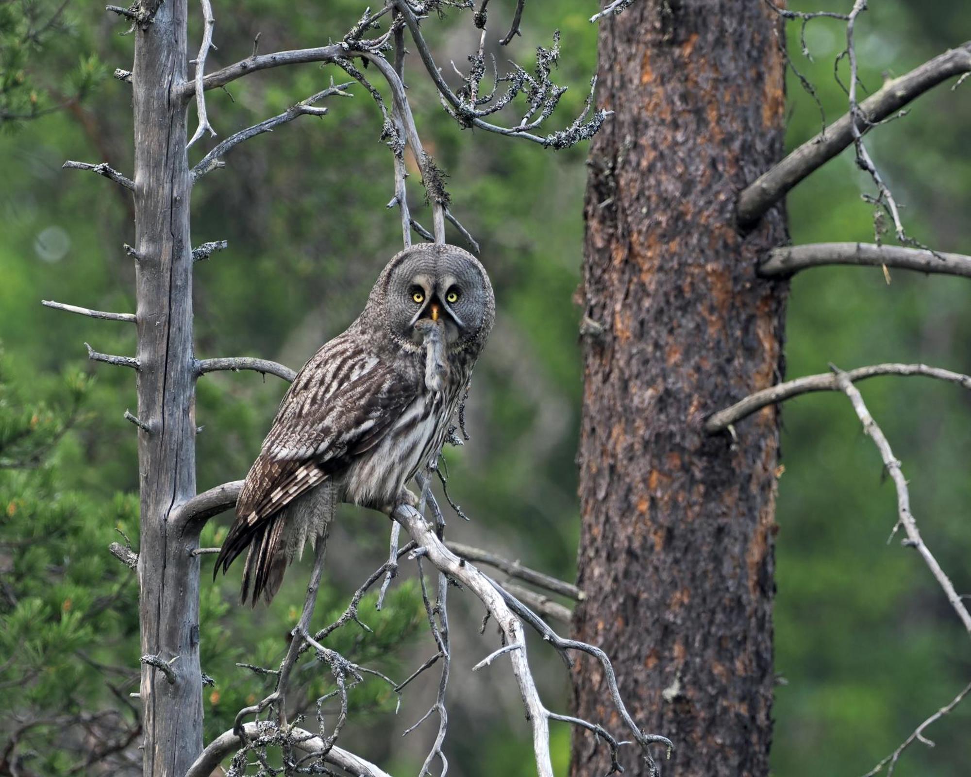 Дом отдыха 14 - Fulufjellets Nasjonalparker - Natur-, Dyre- Og Fugleopplevelser